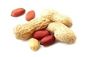 Materia prima segura brotada orgánica del sabor curruscante Nuts de los cacahuetes libremente de freír