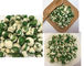 Guisantes verdes originales de la alta nutrición baja en grasa con Haccp/el OEM Halal/kosher