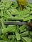 Lechuga congelada vegetal verde china de la salud china de las comidas para el restaurante