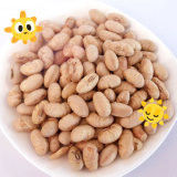 Kosher Halal Revestido Edamame amarillo picante asado