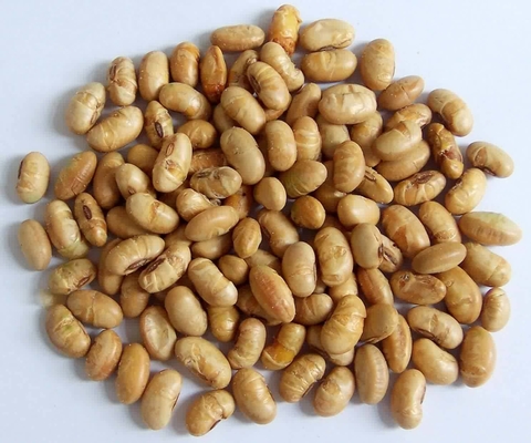 Kosher Halal Certificado Revestido Asado Específico Amarillo Edamame Snacks de Soja ISO Aprobado